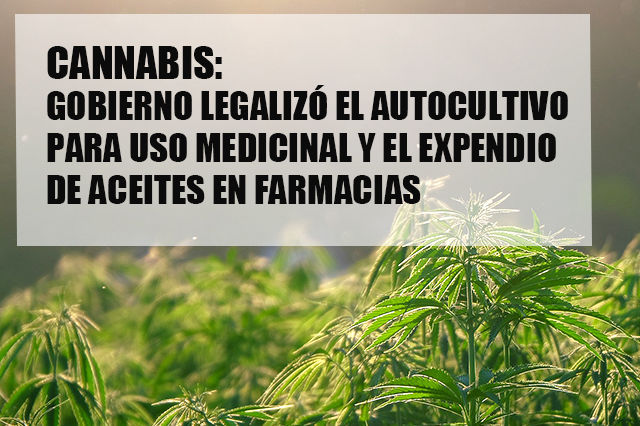 Argentina y la legalización del autocultivo  y venta de cannabis medicinal